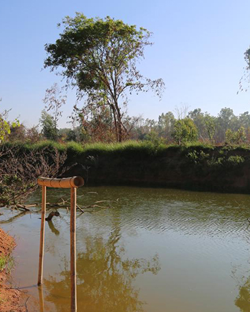 Environment - Lake Rejuvenation