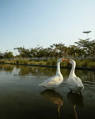 Integrated township residential properties in india for sale